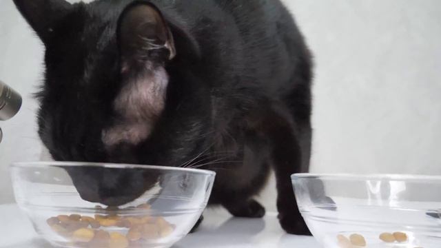 【ASMR】カリカリの食べ比べをする黒猫の咀嚼音🐈⬛🎧 смотреть онлайн
