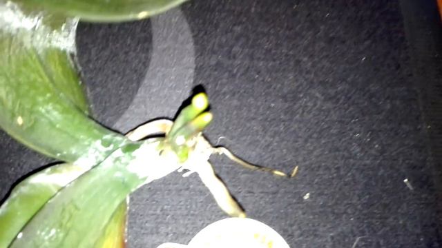 Изменения у Фаленопсиса-реанимашки в воде💫💫💫💫 смотреть онлайн