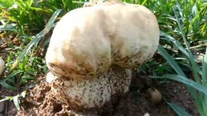 Какие грибы растут на слоновьих какашках в Тайланде