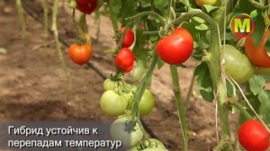 ? Какие вкусные ГИБРИДЫ ТОМАТОВ выращивать в 2021 году? МИШКА НА СЕВЕРЕ F1