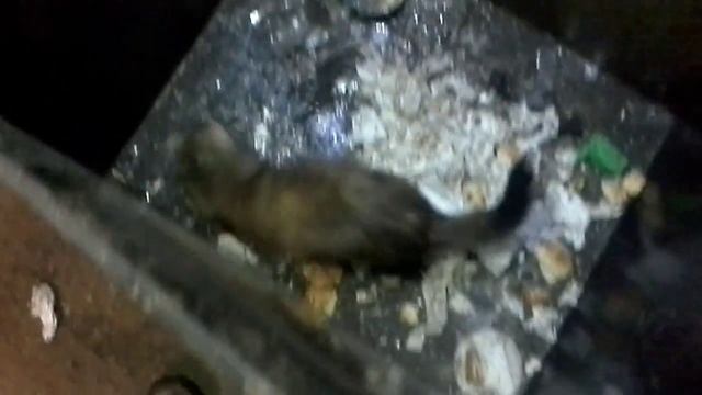 Хорек против мышей смотреть онлайн