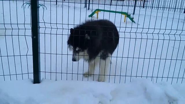 Пёс Тотоша встетил друга своего детства Вэйта, метиса хаски и маламута смотреть онлайн