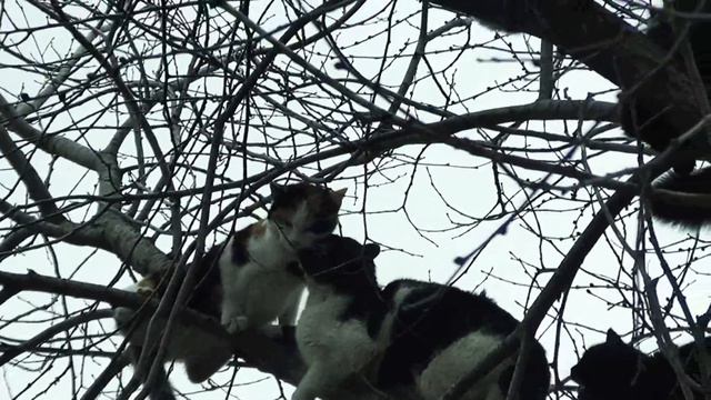 Мартовские коты прилетели в Димитровград смотреть онлайн