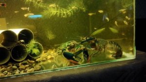 А вы видели как размножаются раки