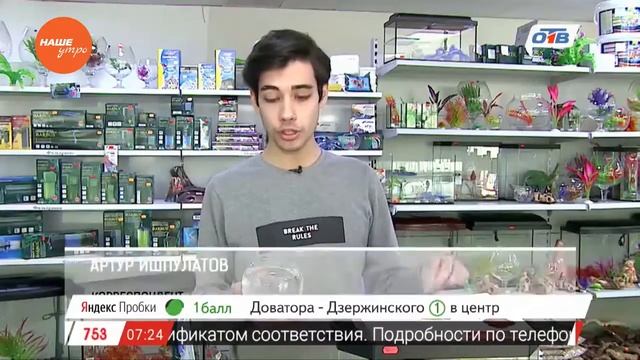 Пушистое утро - как правильно кормить аквариумных рыб смотреть онлайн