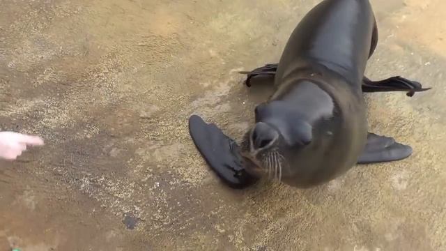 sea lions feeding 1 смотреть онлайн