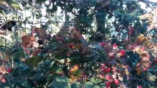 Late October Tour Of The Allotment / No Dig Organic Kitchen Garden, Polytunnel & Fruit Orchard смотреть онлайн