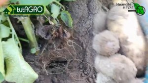Пощупал СПУНТУ - ранний египетский картофель из гипермаркета. Признаки готовности картофеля к уборк