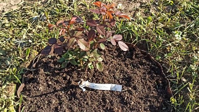 "Розы Вдохновения" Лето 2020 смотреть онлайн