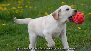 Как научить собаку команде Фас в домашних условиях