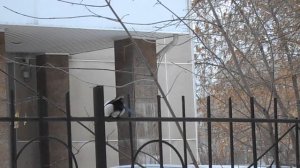 Сорока. Полёт. Цифры.