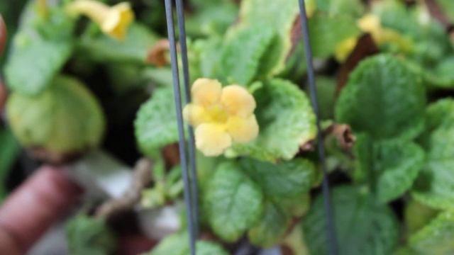 Episcia Tropical Topaz