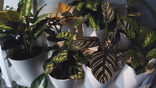 Marantaceae Time-lapse | Ep.16 Calathea 'Misto' The New Girl In Town | 3 Days смотреть онлайн