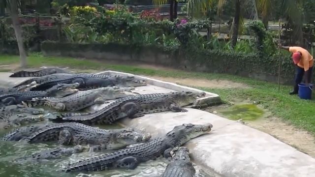 CARTOONS PUZZLE WILD ANIMALS and natural animals We learn the name of animals in English for kids смотреть онлайн