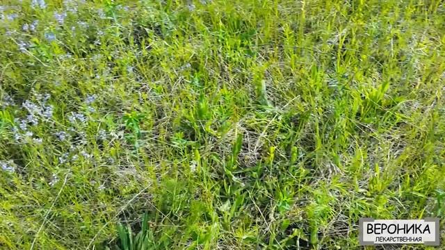 Вероника лекарственная, вероника дубравная. Сбор и применение смотреть онлайн