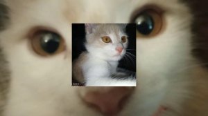 Mirle-скинь котиков