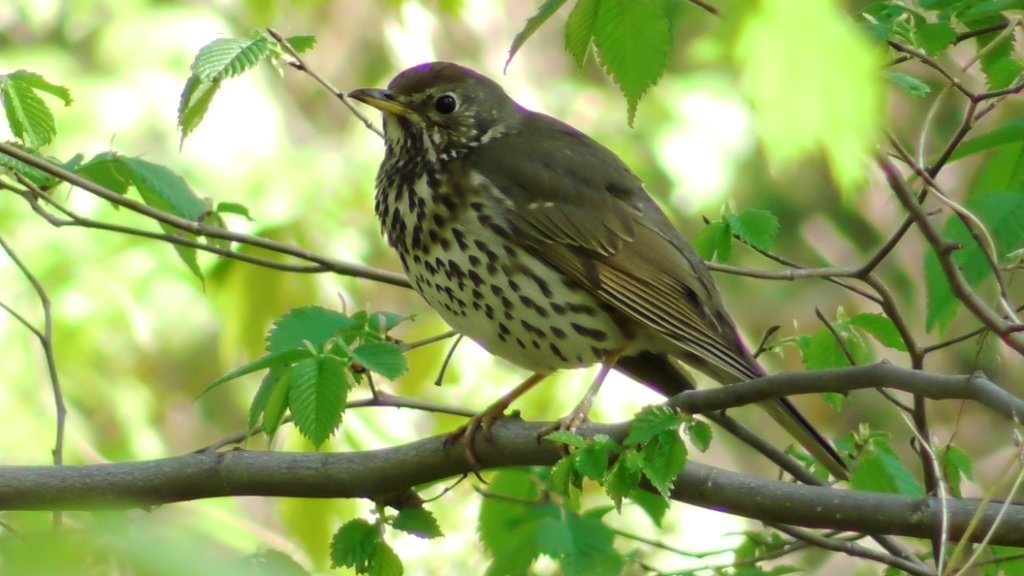 Певчий дрозд. ( Turdus philomelos ) смотреть онлайн