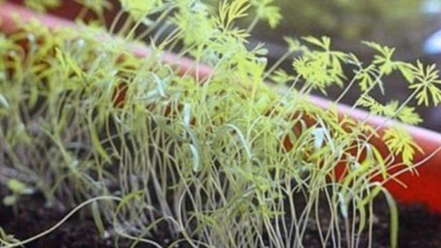 Почему плохо растет зелень на подоконнике смотреть онлайн