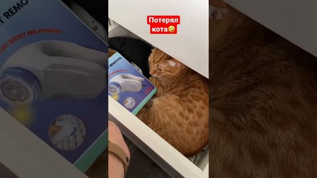 Где кот?? смотреть онлайн