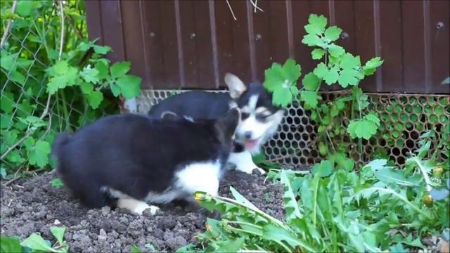ёжик 2 месяца 02052017 смотреть онлайн