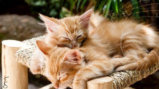 【No Ads】Beware of addiction! Hypnotic music, let you fall asleep in 20 minutes ?Cat relaxation musi смотреть онлайн