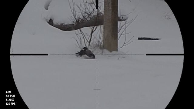 Последняя охота на серую ворону и сороку. С Наступающим! Crow Hunting 2021. Кроухантинг смотреть онлайн