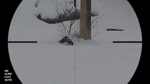 Последняя охота на серую ворону и сороку. С Наступающим! Crow Hunting 2021. Кроухантинг