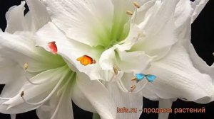 Амариллис махровый Вайт Пикок ? обзор: как сажать, луковицы амариллиса Вайт Пикок