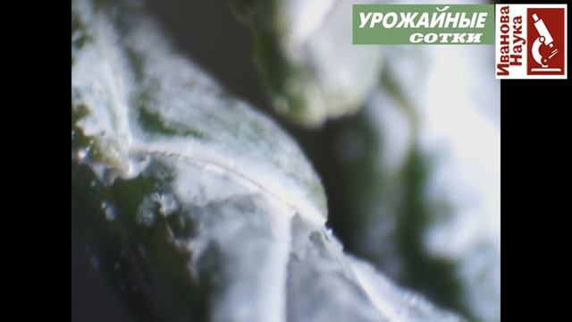 Берегитесь этих ГРИБКОВ! Болезни атакуют! Но решение есть. смотреть онлайн