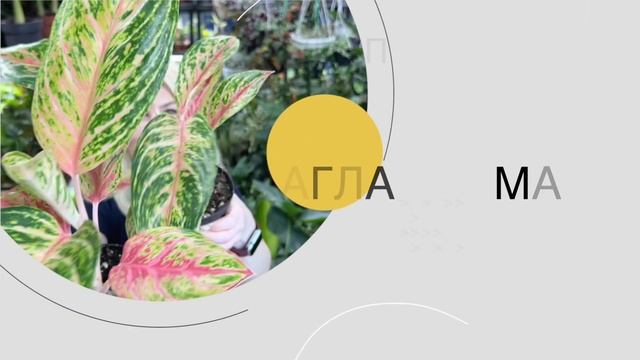 Аглаонема – яркое тропическое комнатное растение | Обзор смотреть онлайн