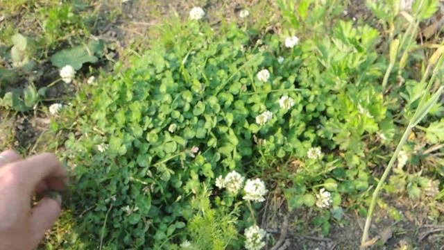 Trifolium Repens 200517