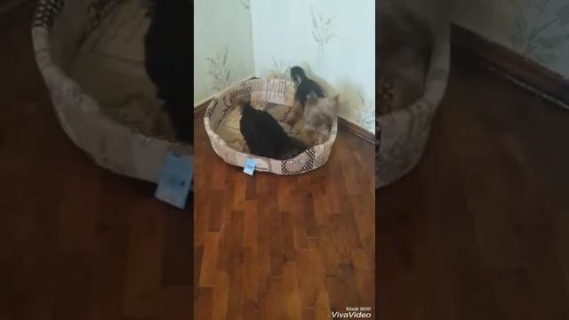 Любимое место у йорков смотреть онлайн