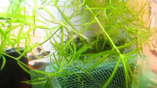 Микрорасбора Галактика Danio margaritatus нерест