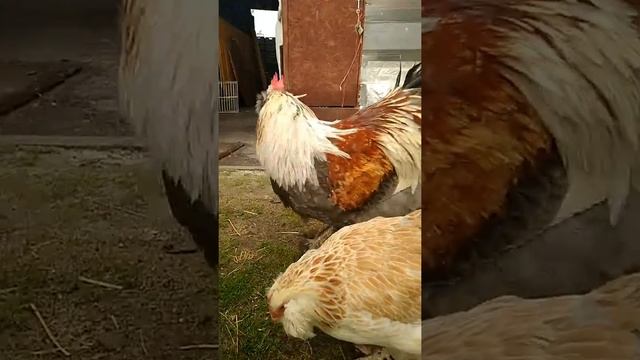 Фавероль голубой лосось +375296999947 смотреть онлайн