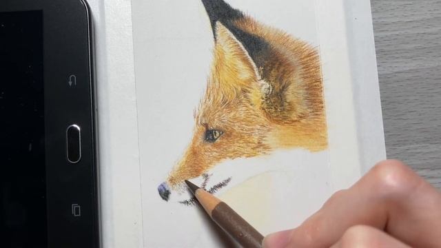How To Draw A Fox With Colored Pencils | Colored Pencil Drawing Tutorial For Beginners смотреть онлайн