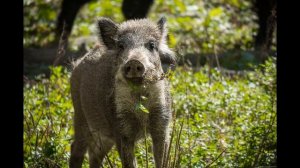 Звук, крик, голос дикого кабана/Sound wild boar, voice wild boar, cry wild boar