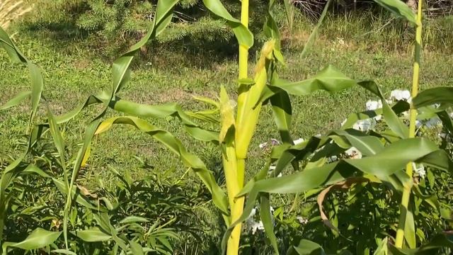 #УРАЛХИМиЯ_Дача #Родные_берега смотреть онлайн