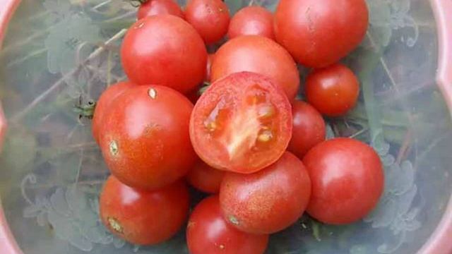 семена заказать почтой смотреть онлайн