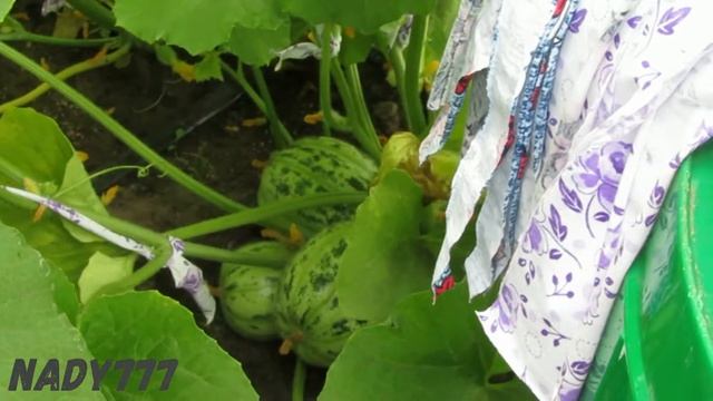 РУБРИКА" НОВОСТИ С ОГОРОДА" - ОГУРДЫНЯ. Это огурец и дыня, два в одном. смотреть онлайн