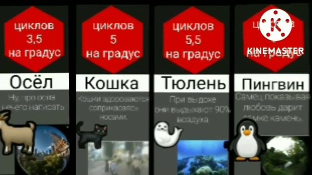 Сравнение: зрение животных смотреть онлайн