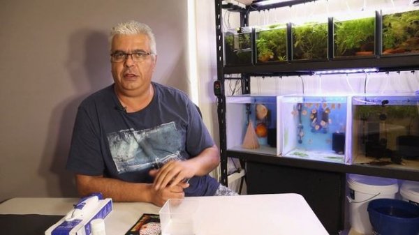 How to Breed Discus in smaller Aquariums