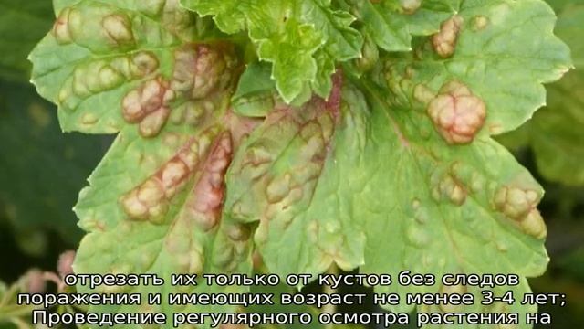 Махровость черной смородины: что делать смотреть онлайн