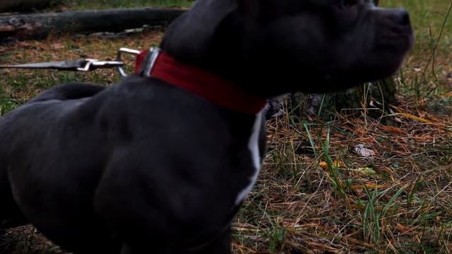 КТО ТАКИЕ АМЕРИКАНСКИЕ БУЛЛИ? Почему я завела такую породу смотреть онлайн