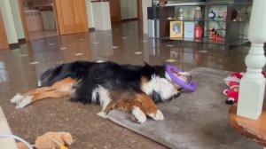 Что вытворяет Бернский Зенненхунд