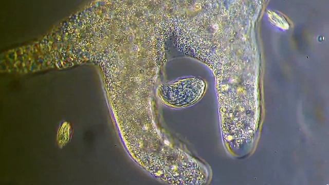 Stranger Species : Les Amibes смотреть онлайн