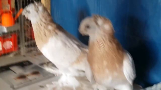 ДВУХЧУБЫЕ ТАСМАНЫ  ГОЛУБИ  PIGEONS  TAUBE