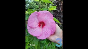 Гибскусы в саду. Садовый гибискус.
