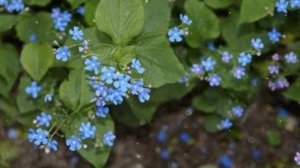 Бруннера  – Выращивание и уход