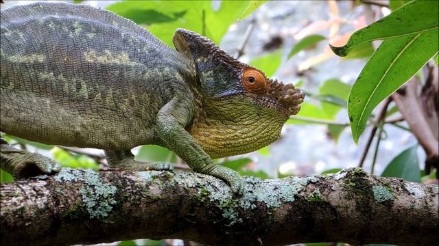 Why Do Chameleons Change Their Colors? смотреть онлайн