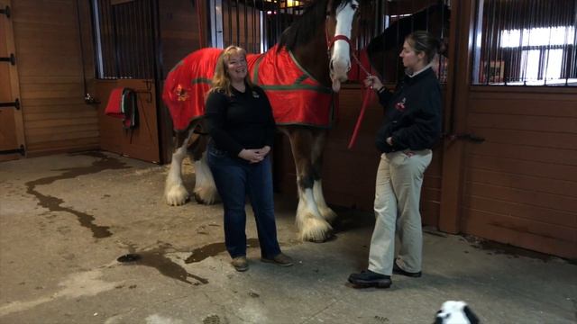 RV Living | CLYDESDALES | Behind The Scenes With The ANHEUSER BUSCH CLYDESDALES